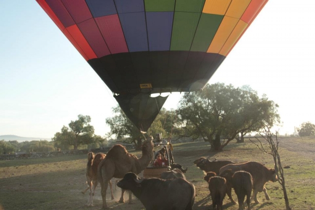  Balloons and animals 